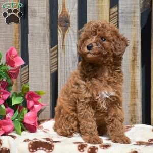 Sarah, Toy Poodle Puppy