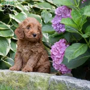 Emma, Mini Goldendoodle Puppy