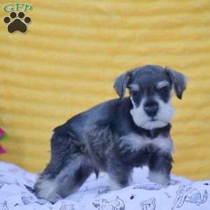 Vincent, Miniature Schnauzer Puppy