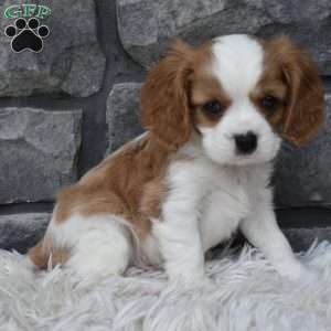 Buster, Cavalier King Charles Spaniel Puppy