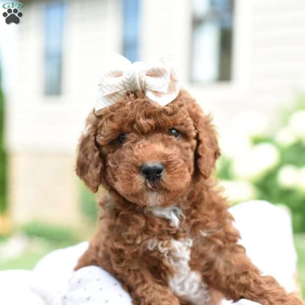 Aria, Mini Goldendoodle Puppy