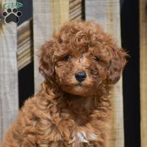Sarah, Toy Poodle Puppy