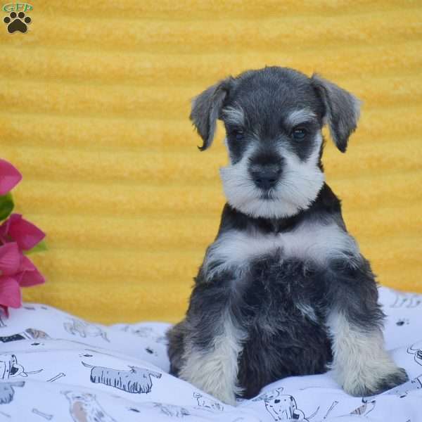 Vincent, Miniature Schnauzer Puppy