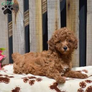 Sarah, Toy Poodle Puppy