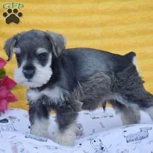 Vincent, Miniature Schnauzer Puppy