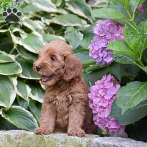 Emma, Mini Goldendoodle Puppy