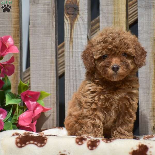 Scarlett, Toy Poodle Puppy