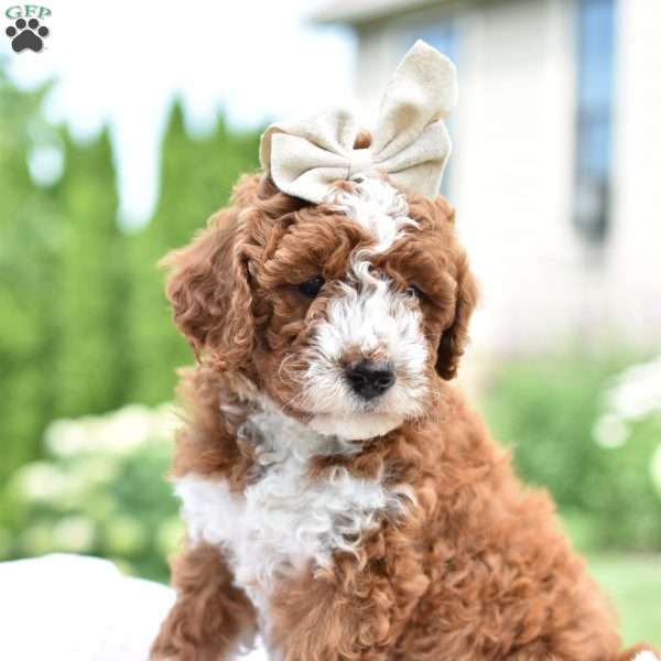 Sadie, Mini Goldendoodle Puppy