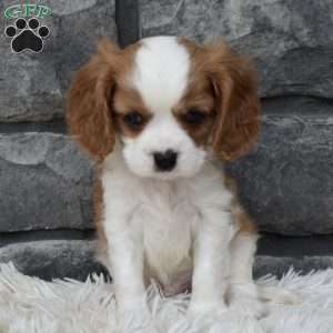 Buster, Cavalier King Charles Spaniel Puppy