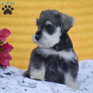 Vincent, Miniature Schnauzer Puppy