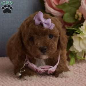 Brooklyn, Toy Poodle Puppy