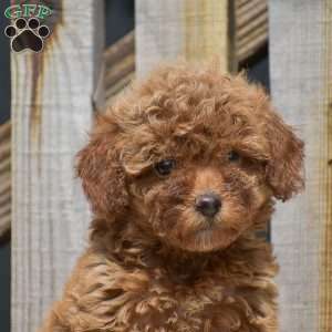 Scarlett, Toy Poodle Puppy