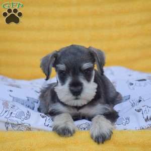 Vincent, Miniature Schnauzer Puppy