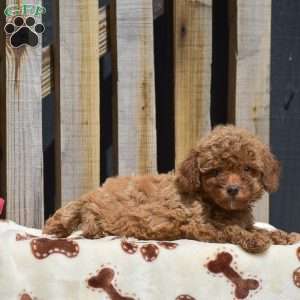 Scarlett, Toy Poodle Puppy