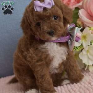 Brooklyn, Toy Poodle Puppy