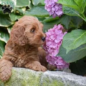 Emma, Mini Goldendoodle Puppy