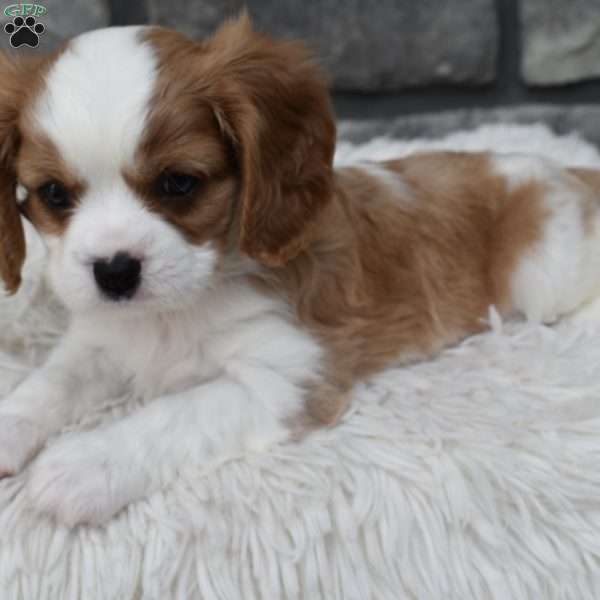 Buster, Cavalier King Charles Spaniel Puppy