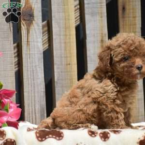 Scarlett, Toy Poodle Puppy