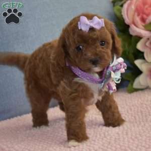 Brooklyn, Toy Poodle Puppy
