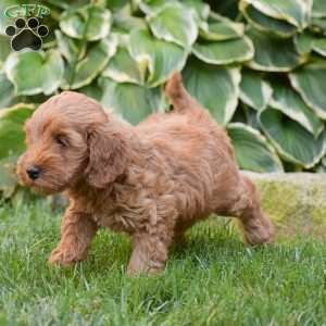 Emma, Mini Goldendoodle Puppy
