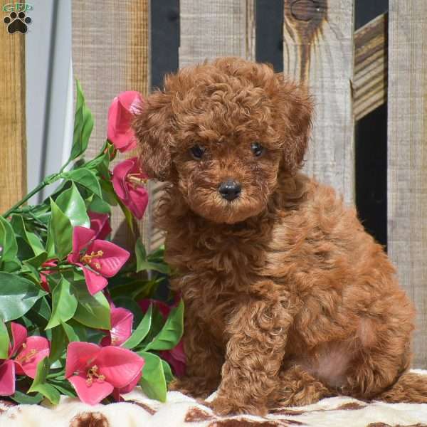 Santino, Toy Poodle Puppy