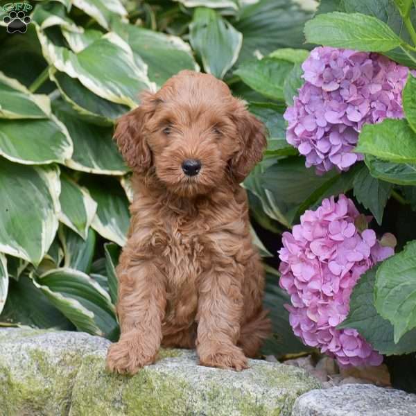 Emma, Mini Goldendoodle Puppy