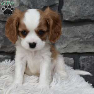 Buster, Cavalier King Charles Spaniel Puppy
