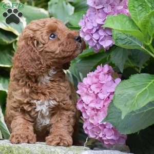 Ethan, Mini Goldendoodle Puppy