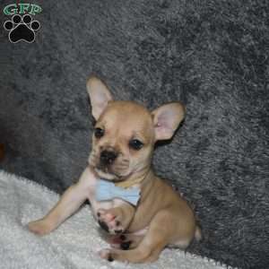 Chubbs, French Bulldog Mix Puppy