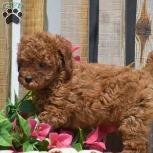 Santino, Toy Poodle Puppy