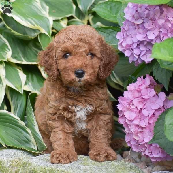 Ethan, Mini Goldendoodle Puppy