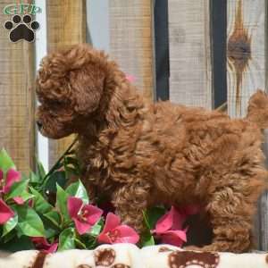 Santino, Toy Poodle Puppy