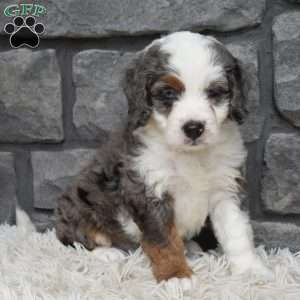 Bella, Mini Bernedoodle Puppy