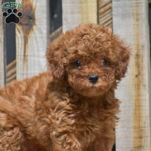 Santino, Toy Poodle Puppy