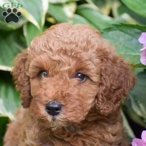 Ethan, Mini Goldendoodle Puppy