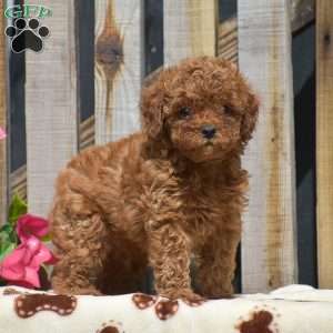 Santino, Toy Poodle Puppy