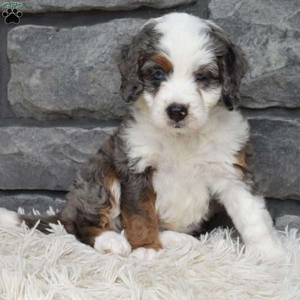 Bella, Mini Bernedoodle Puppy