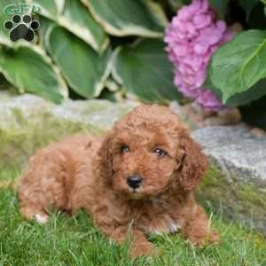 Ethan, Mini Goldendoodle Puppy