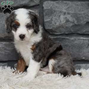 Bella, Mini Bernedoodle Puppy