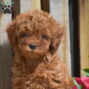 Santino, Toy Poodle Puppy
