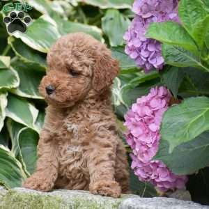 Elizabeth, Mini Goldendoodle Puppy