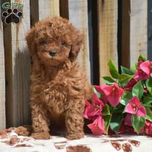 Santino, Toy Poodle Puppy