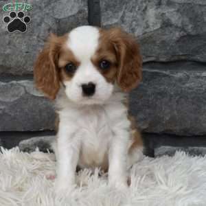 Buster, Cavalier King Charles Spaniel Puppy