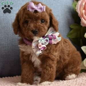 Brooklyn, Toy Poodle Puppy