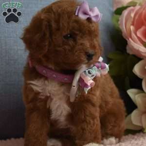 Brooklyn, Toy Poodle Puppy