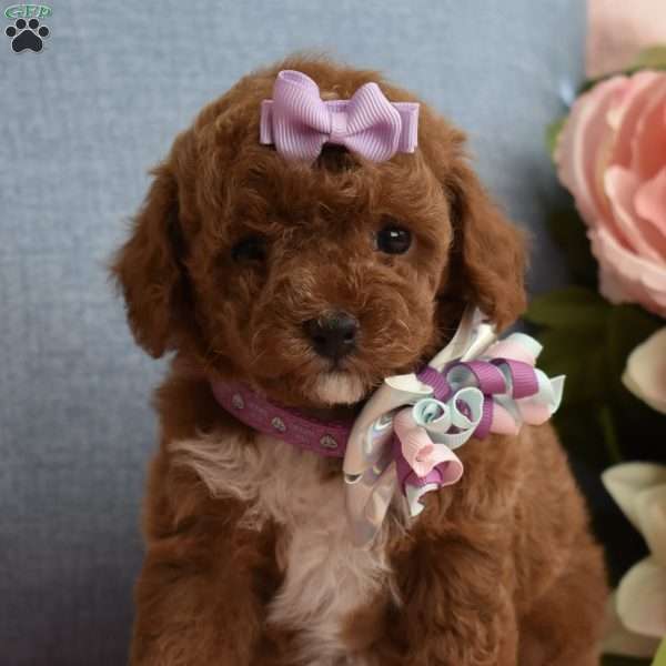 Brooklyn, Toy Poodle Puppy
