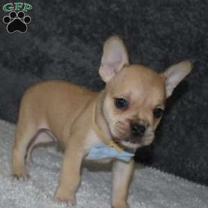 Chubbs, French Bulldog Mix Puppy