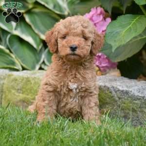 Elizabeth, Mini Goldendoodle Puppy
