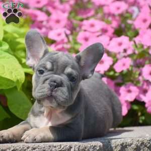 Layla, French Bulldog Puppy