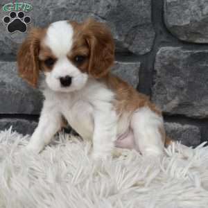 Buster, Cavalier King Charles Spaniel Puppy